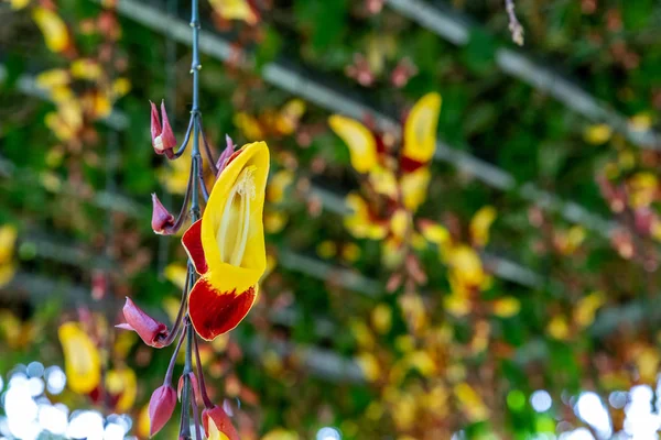 黄色的 Colororchidaceae 挂在空中 — 图库照片