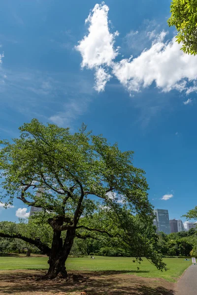 View Shinjuku Gyo Japan — Stock Photo, Image