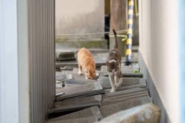 Japonya: Ehime İli Ozu Şehir Adası ile pek çok kedi aosima