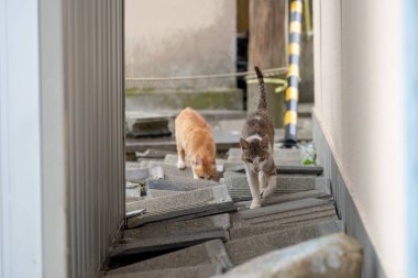 Japan Ehime Prefecture Ozu City Island with many cats aosima clipart