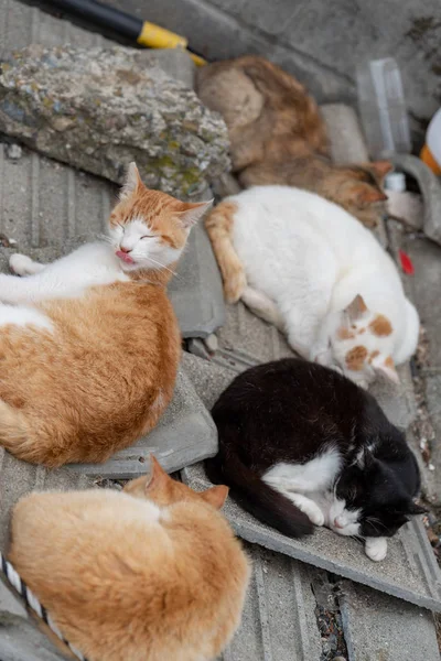 Japón Prefectura Ehime Ozu City Island Con Muchos Gatos Aosima — Foto de Stock