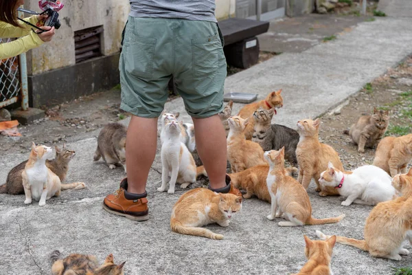 Japón Prefectura Ehime Ozu City Island Con Muchos Gatos Aosima — Foto de Stock