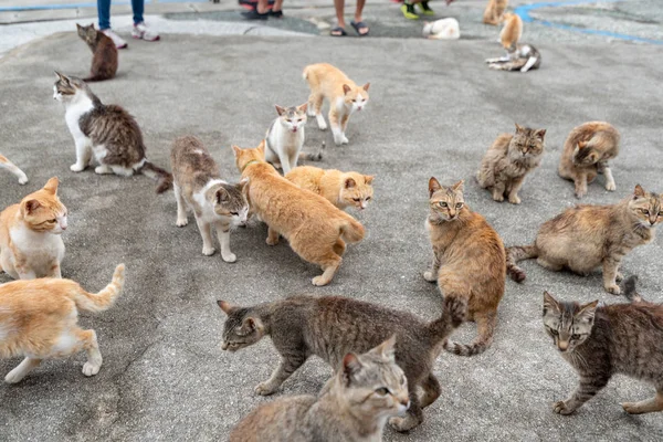 Japón Prefectura Ehime Ozu City Island Con Muchos Gatos Aosima — Foto de Stock