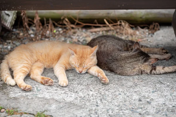 Japón Prefectura Ehime Ozu City Island Con Muchos Gatos Aosima — Foto de Stock