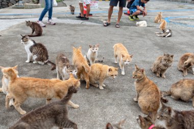 Japan Ehime Prefecture Ozu City Island with many cats aosima clipart
