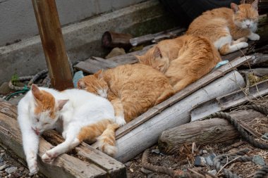 Japonya: Ehime İli Ozu Şehir Adası ile pek çok kedi aosima