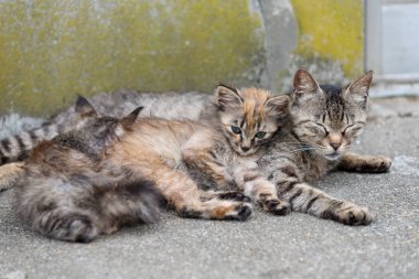 Japonya: Ehime İli Ozu Şehir Adası ile pek çok kedi aosima