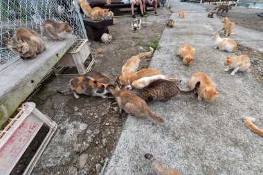 Japonya: Ehime İli Ozu Şehir Adası ile pek çok kedi aosima