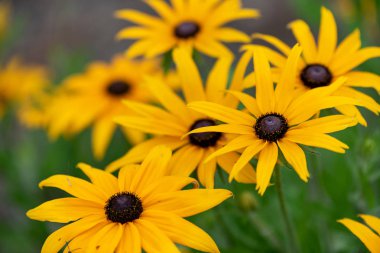 Yolun yanındaki sarı güneşin çiçek grubu