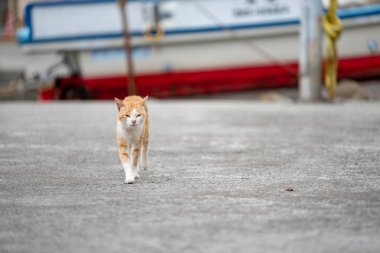 Sokakta yürürken bir güzel zencefil kedi