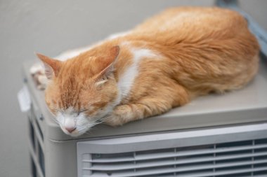 Küçük yavru kedi dışında uyku