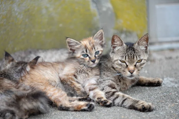 Japonya Ehime Ozu Şehir Adası Ile Pek Çok Kedi Aosima — Stok fotoğraf