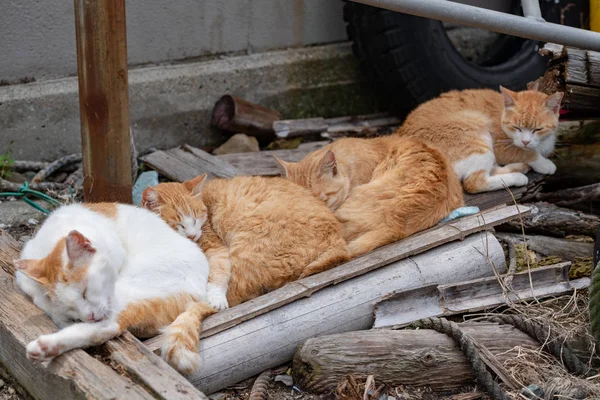 Japón Prefectura Ehime Ozu City Island Con Muchos Gatos Aosima — Foto de Stock