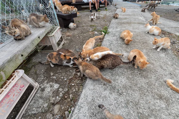 Japón Prefectura Ehime Ozu City Island Con Muchos Gatos Aosima — Foto de Stock