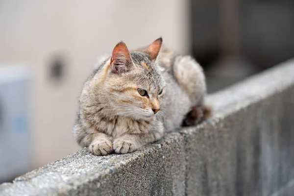 Başka Bir Yerde Arıyor Yavru Kedi — Stok fotoğraf