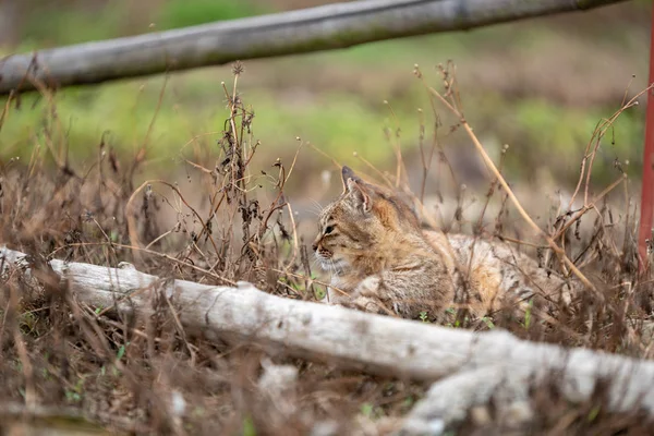 Gattino Guardando Qualche Altra Parte — Foto Stock