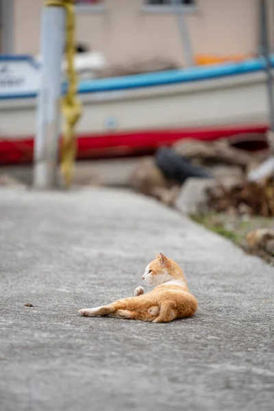 Gatito Mirando Otro Lugar — Foto de Stock