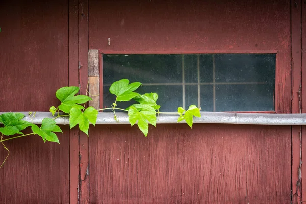 Japoński Styl Dom Przykryć Liśćmi — Zdjęcie stockowe