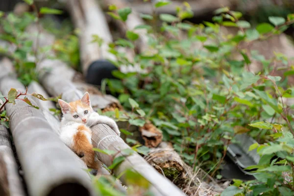 Başka Bir Yerde Arıyor Yavru Kedi — Stok fotoğraf