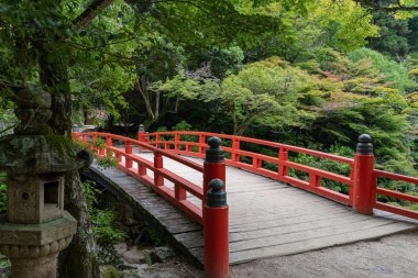 Orman Mount Misen, Miyajima Adası, Japonya. Mount Misen Itsukushima Hatsukaichi, Hiroşima, Japonya, içinde kutsal dağda ve 535 m, adanın en yüksek Dağı