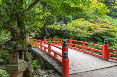 Orman Mount Misen, Miyajima Adası, Japonya. Mount Misen Itsukushima Hatsukaichi, Hiroşima, Japonya, içinde kutsal dağda ve 535 m, adanın en yüksek Dağı