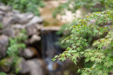 Orman Mount Misen, Miyajima Adası, Japonya. Mount Misen Itsukushima Hatsukaichi, Hiroşima, Japonya, içinde kutsal dağda ve 535 m, adanın en yüksek Dağı