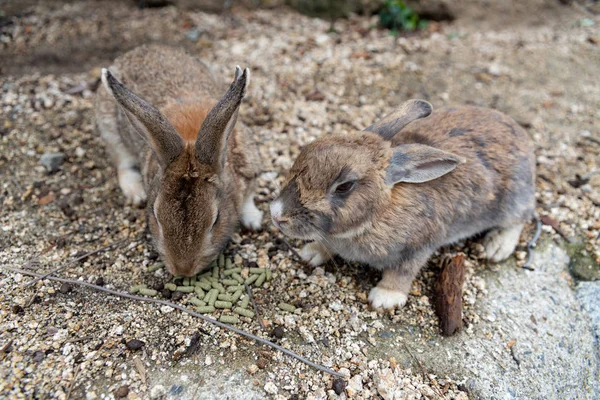 Japonya Nın Hiroşima Prefecture Tavşan Adası — Stok fotoğraf