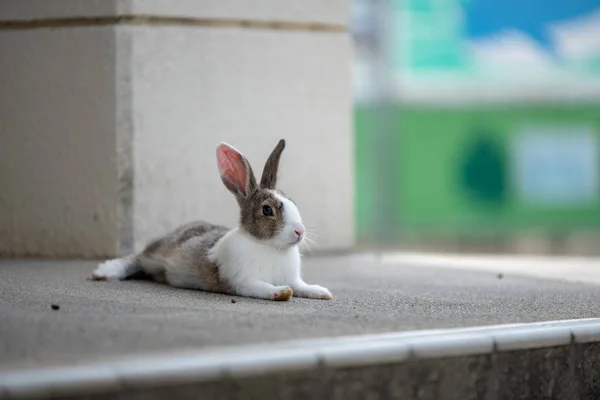Japonya Nın Hiroşima Prefecture Tavşan Adası — Stok fotoğraf
