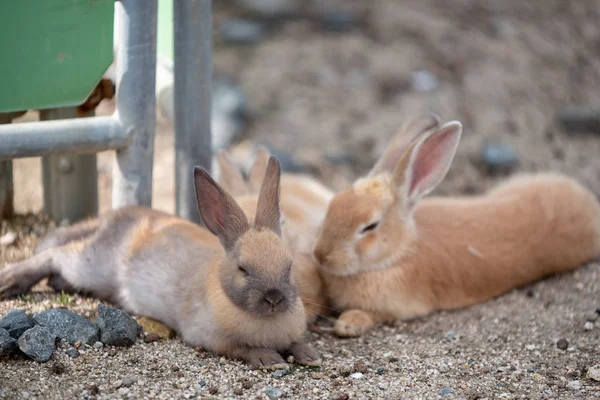 Rabbit Island Japanse Prefectuur Hiroshima — Stockfoto