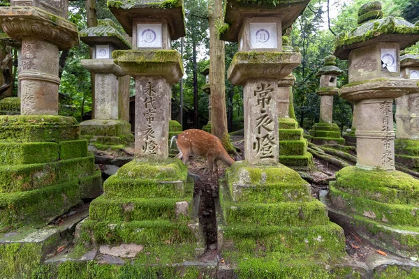 Antigua Lámpara Monolítica Piedra Santuario Kasuka Nara Japón — Foto de Stock