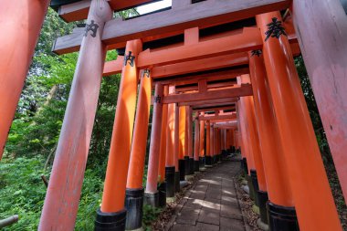 Japonya, Kyoto 'daki Fushimi Inari türbesindeki kırmızı Torii kapıları