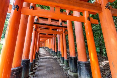 Japonya, Kyoto 'daki Fushimi Inari türbesindeki kırmızı Torii kapıları