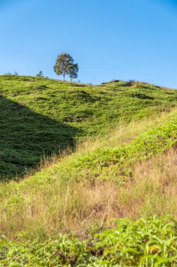 hill ve mavi gökyüzü üzerindeki tek ağaç