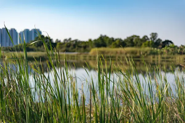 Rural Villages Countryside Hong Kong — Stock Photo, Image