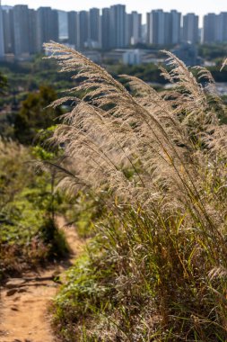 Çim bitki: Gıda Sinensis kışın yakından ' Gracillimus'.