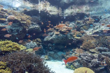 Okinawa, Japan - 27 Ekim 2018: Okinawa Churaumi Akvaryum: Okinawa, Japan, dünyanın en büyük akvaryumlarda biri