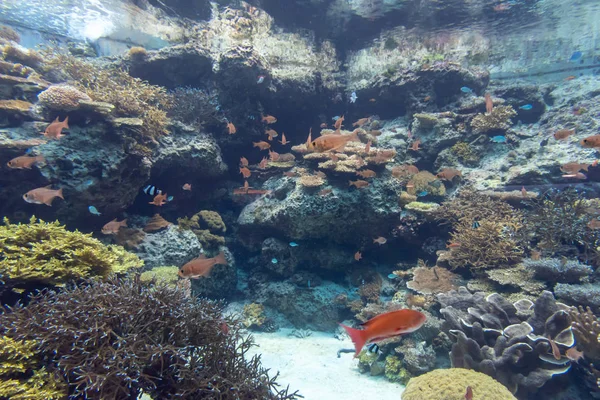 Okinawa Japão Oct 2018 Okinawa Churaumi Aquarium Okinawa Japão Dos — Fotografia de Stock