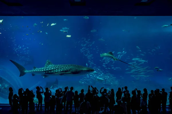 Acuario de Okinawa Churaumi — Foto de Stock