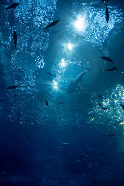 Acuario de Okinawa Churaumi — Foto de Stock