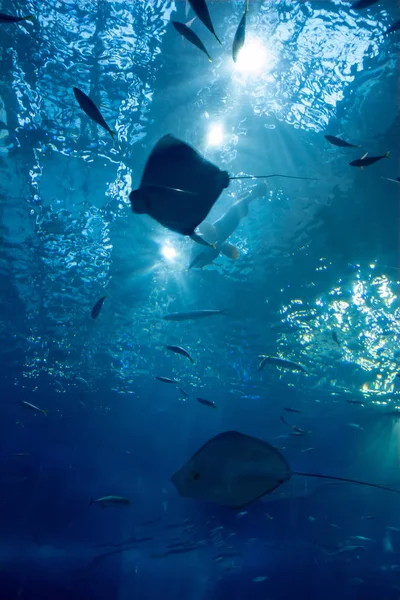 Acuario de Okinawa Churaumi — Foto de Stock