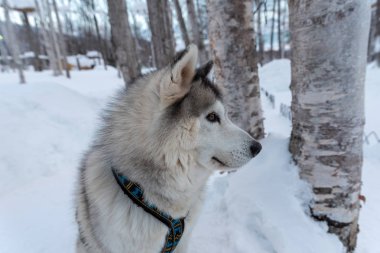 portre genç Alaskan Malamute karda