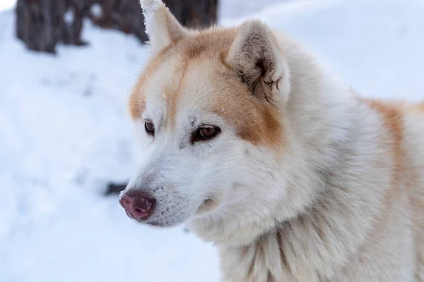 Retrato jovem Alasca Malamute na neve — Fotografia de Stock