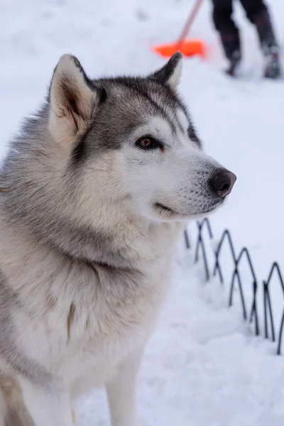 Portret jonge Alaskan Malamute in de sneeuw — Stockfoto