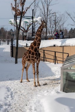 Hokkaido, Japonya'daki en şirin zürafa