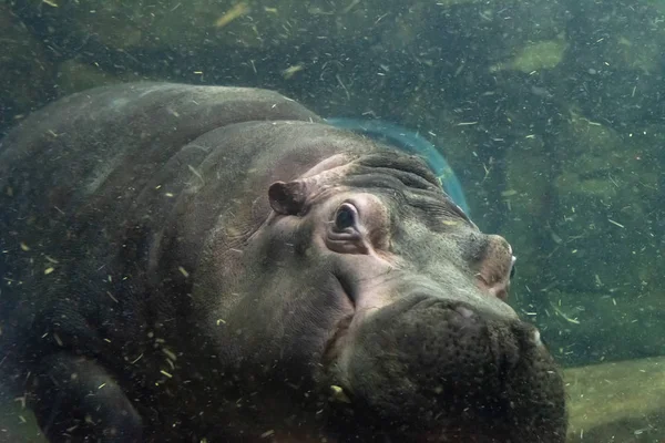 A hippopotamus at Asahiyama zoo in Hokkaido — Stock Photo, Image