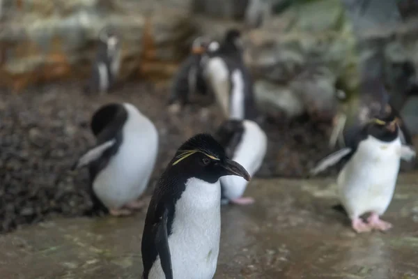 Pingwiny w zoo Asahiyama — Zdjęcie stockowe