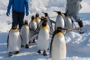 Kral Penguen egzersiz için yürüyüş