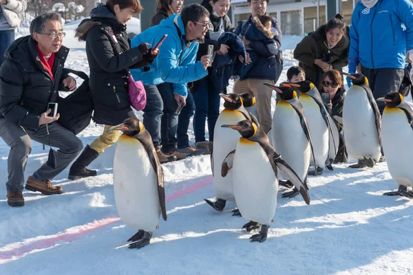 Penguen karda yürüyüş geçit gösterisi — Stok fotoğraf