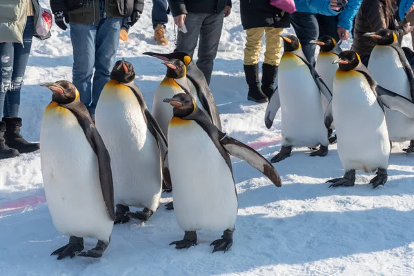 Pinguim desfile de caminhada mostrar na neve — Fotografia de Stock