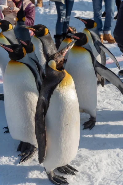 Espectáculo de desfile de pingüinos caminando sobre nieve — Foto de Stock